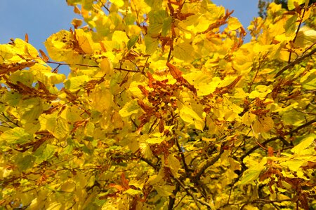Fall color leaves yellow photo