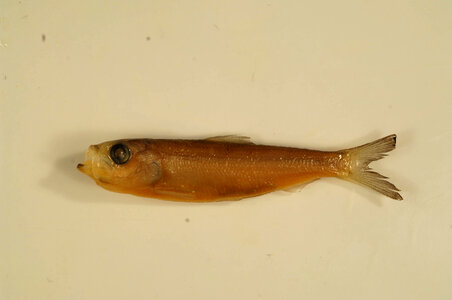 Alosa chrysochloris-1