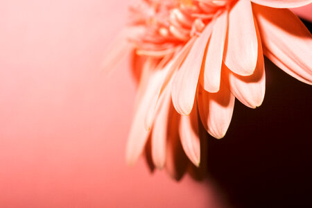 Pink Flower Background photo