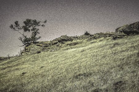 Grassy Hillside With Gnarly Tree photo