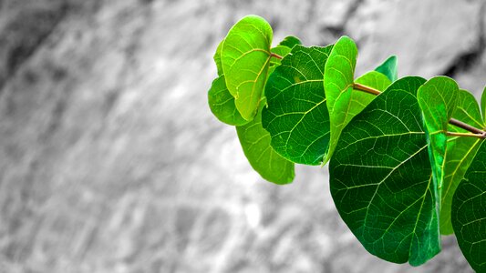 Leaves green branch