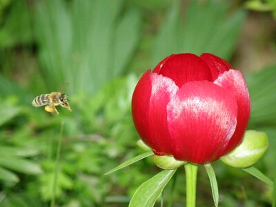 Animal arthropod beautiful flowers