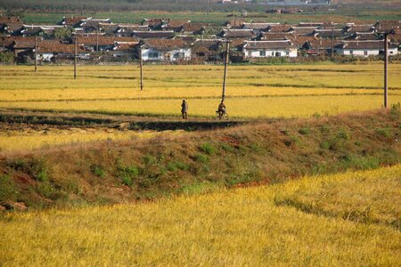 rice paddy fields in North Korea photo