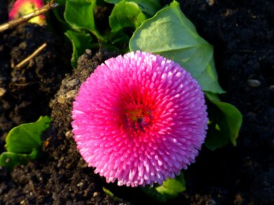 Bloom daisy multiannual daisy