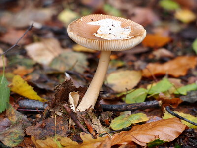 Forest mushroom photo
