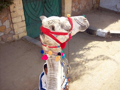Camel chief profile