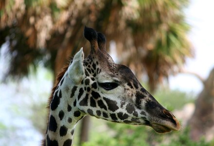 Somali giraffe africa wild photo