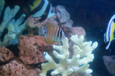 Coral Aquarium photo