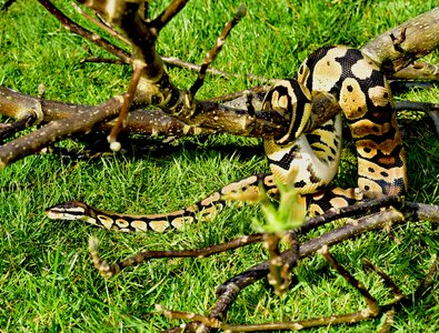 Cute constrictor boa
