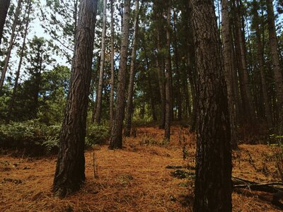 Park autumn nature