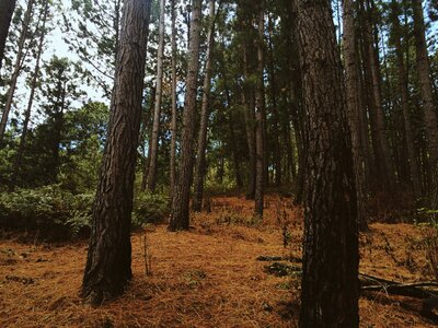 Park autumn nature photo