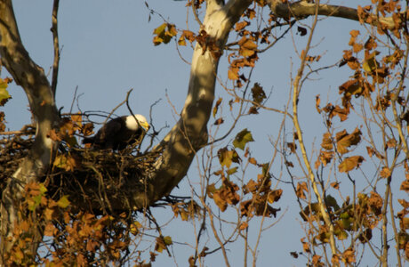 NCTC Eagle perched in nest photo