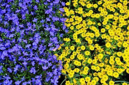 Blue yellow flora photo
