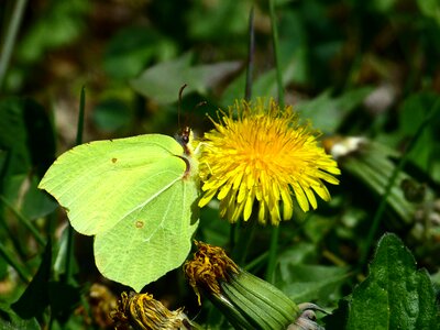 Butterflies white ling pieridae photo