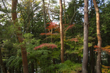 4 Red leaves 