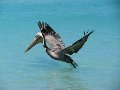 Cuba bird flight