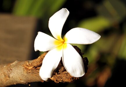 Bloom blossom flora