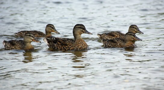 Bird brown fowl photo