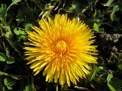 Meadow flora botany