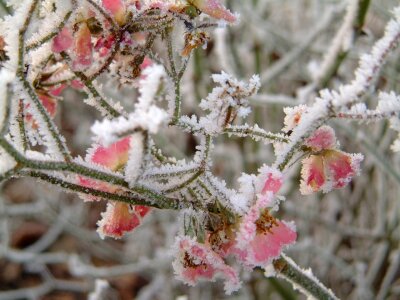 Winter frost plant