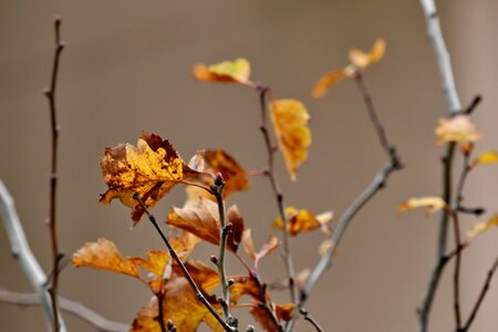 Autumn Season branch branches photo