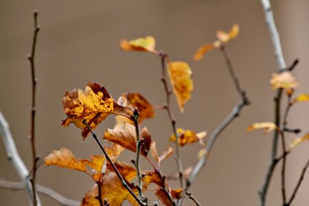 Autumn Season branch branches