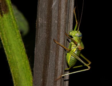 Animal arthropod beautiful photo photo