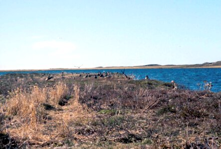 Bird coast common