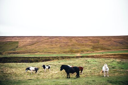 Wild Ponies Grazing photo