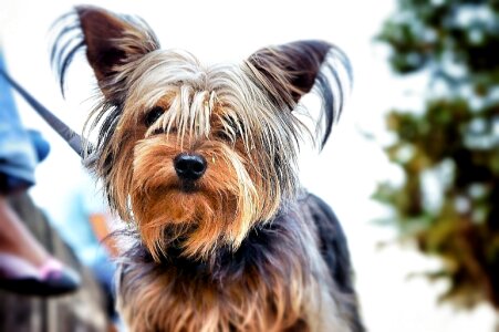 Canine adorable domestic photo