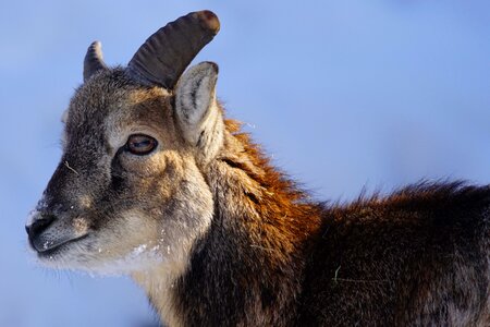 Capricorn young animal alpine photo