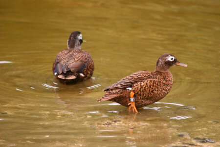 Two Laysan Ducks photo