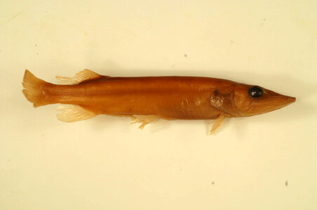 Esox  niger