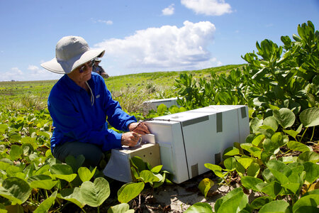 Nihoa Millerbird Translocation-1