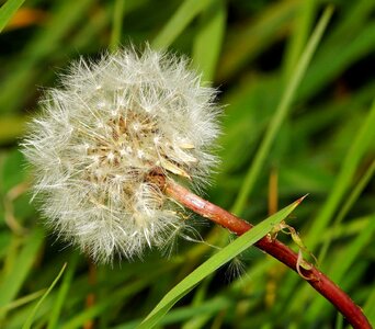 Beautiful Flowers blooming blossom photo