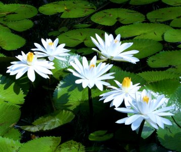 Water plants water lily green
