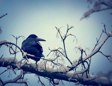 Bird raven frost photo