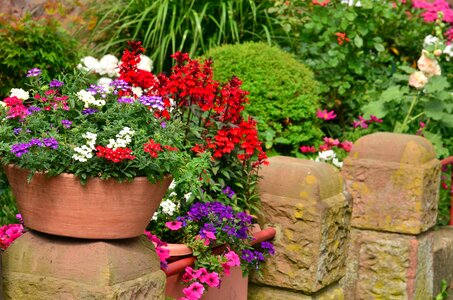 Ceramics flower flowering photo