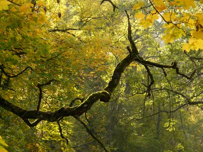 Jungle nature forest