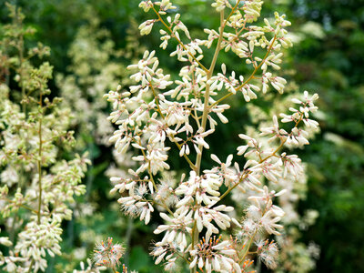 White Flowers on Branches photo