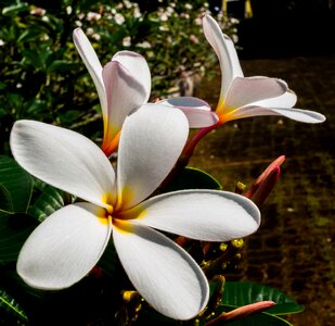 White yellow frangipani photo