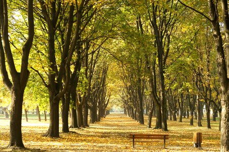 Autumn avenue forest photo