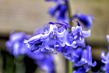 Beautiful Flowers beautiful image beautiful photo
