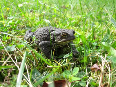 Garden animal lover eyes