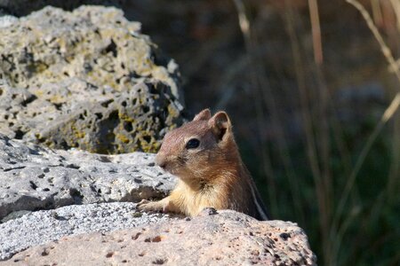 Rodent small cute