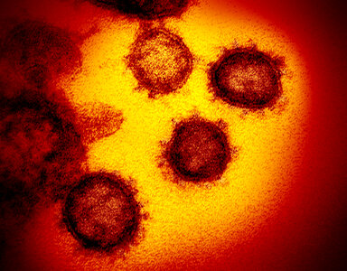 COVID-19 virus Coronavirus disease photo