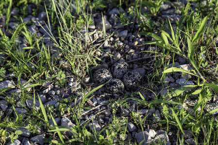 Killdeer nest with eggs on the ground photo