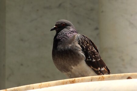 City grey poultry