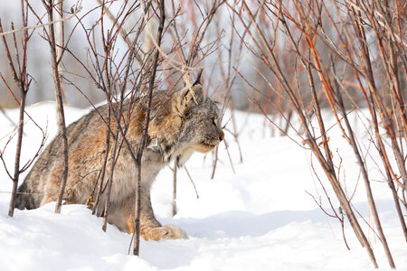 Female lynx fitted with GPS collar