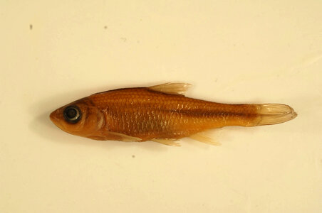 Luxilus chrysocephalus isolepis